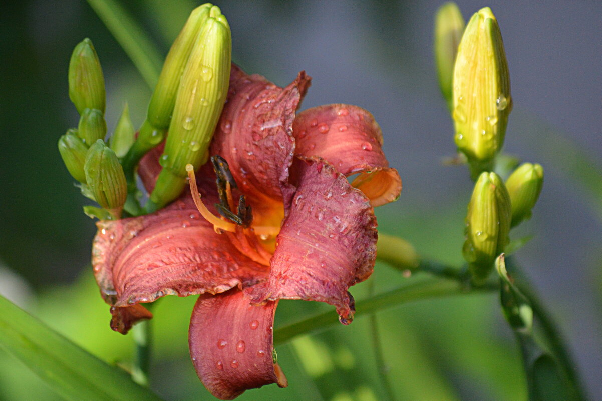 После жары начались ливни... - Татьяна Лютаева После жары начались ливни... - Татьяна Лютаева