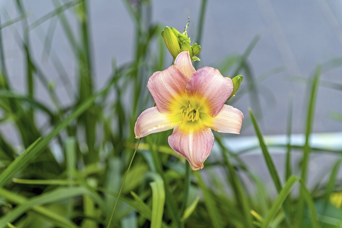 Лилейник цветёт - Валерий Иванович Лилейник цветёт - Валерий Иванович