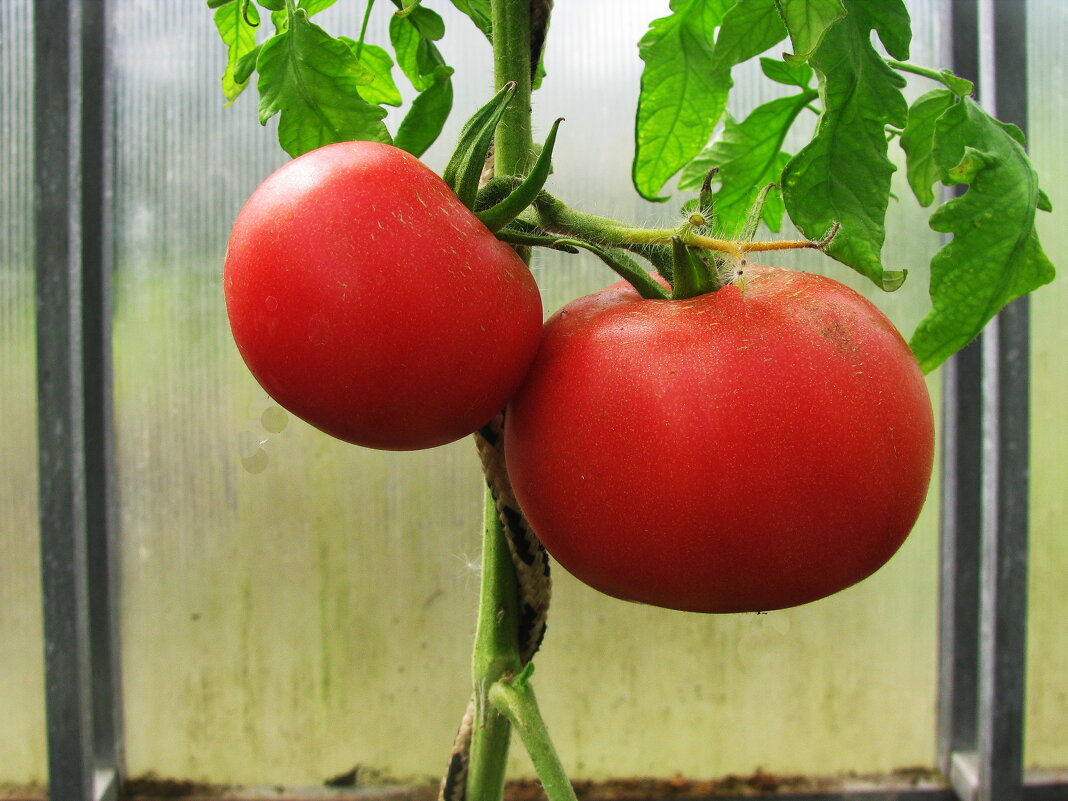 Помидорки поспели - Людмила Смородинская