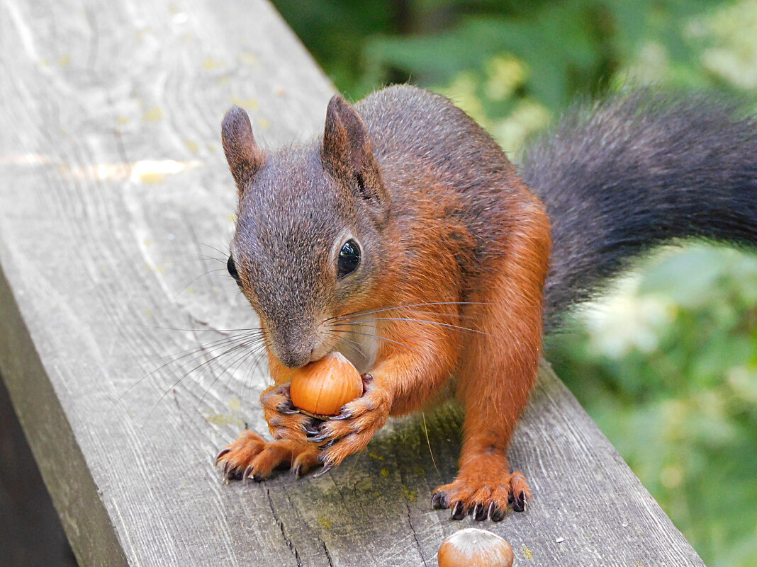 Белка - Лина 