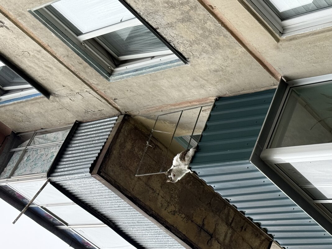 Срочно несите рыбов! - Екатерина Маринина