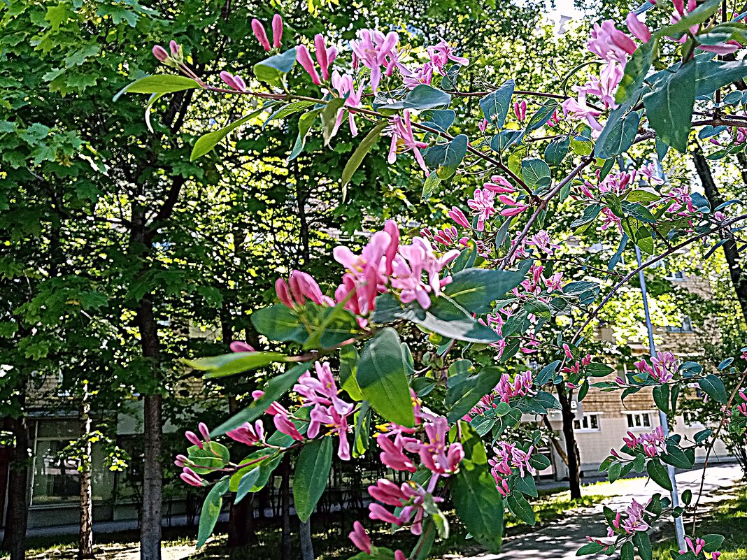 Цветы. - Владимир Драгунский