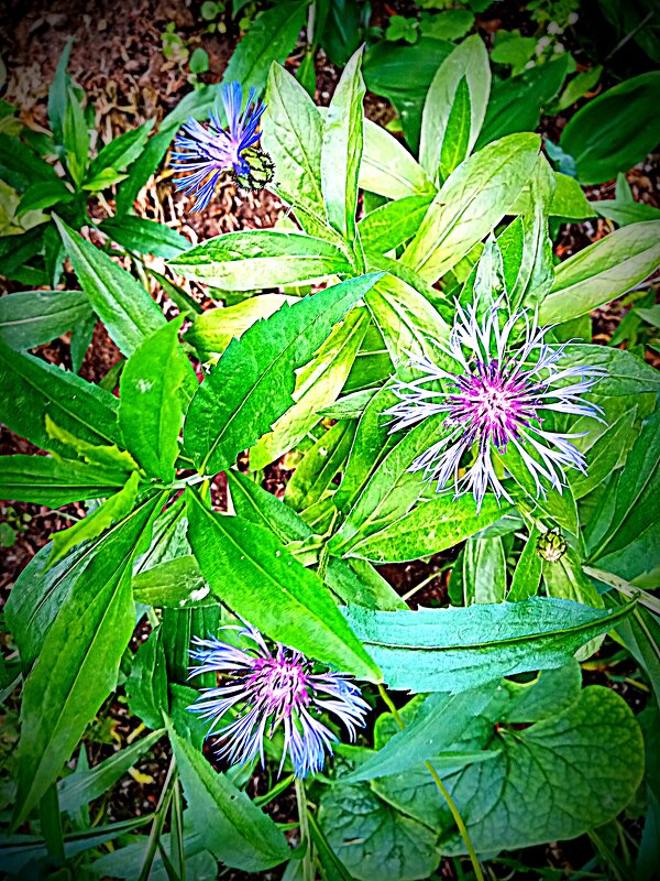 Цветы. - Владимир Драгунский