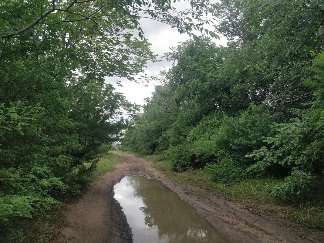 После дождя. - Андрей Хлопонин