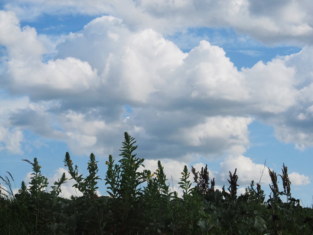 Воронежская область - Елена Шаламова