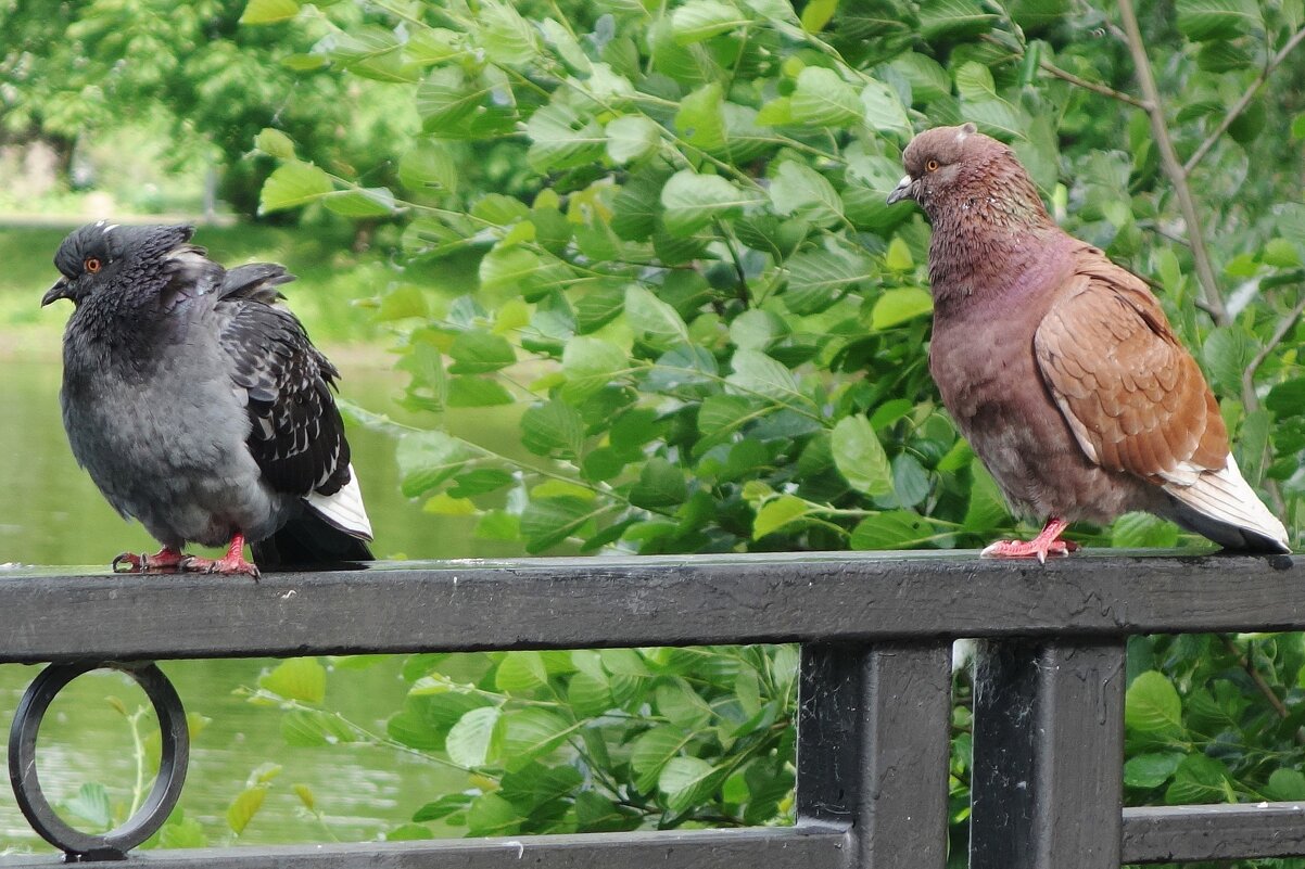 Голуби - Рита Симонова