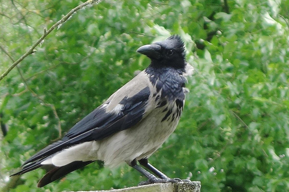 Воронье - Рита Симонова