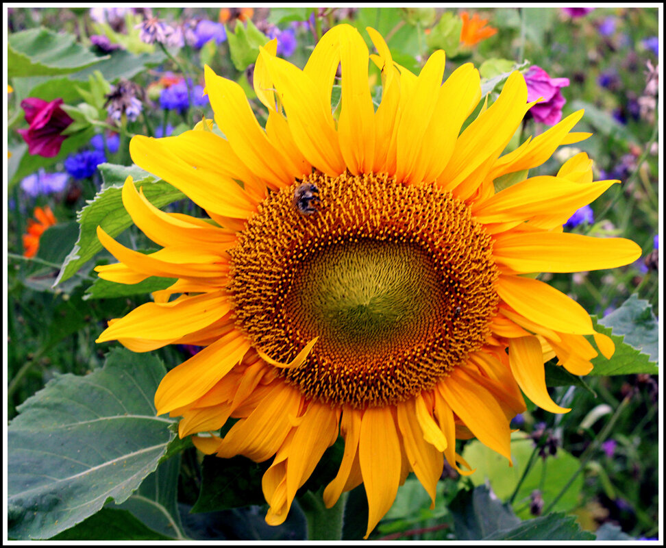 Цветок солнца - Aleksandr Gal