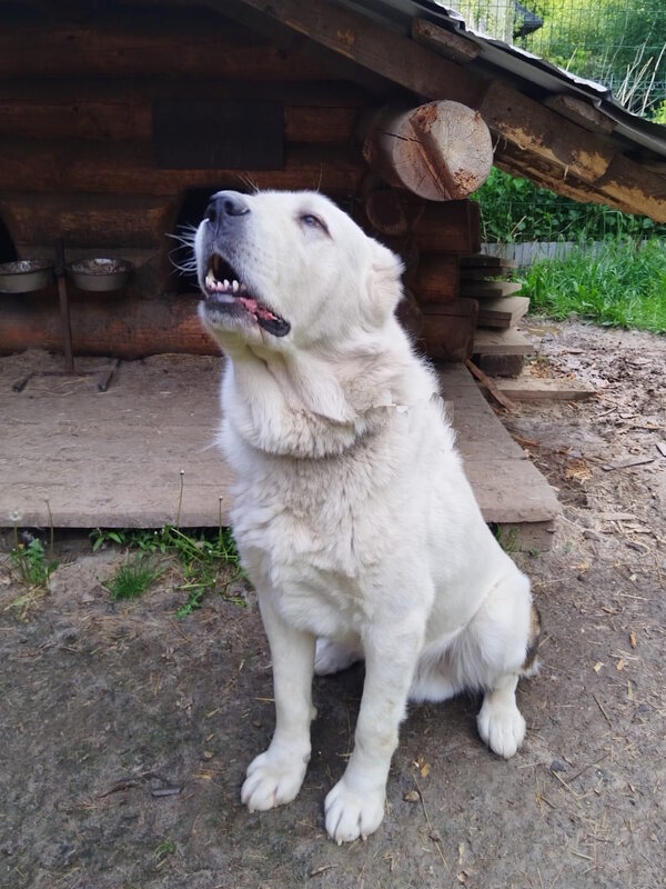 "Улыбка" алабая. - Ольга Довженко