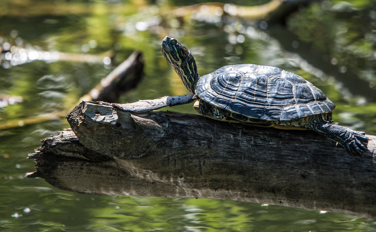 *** - Владимир Безбородов