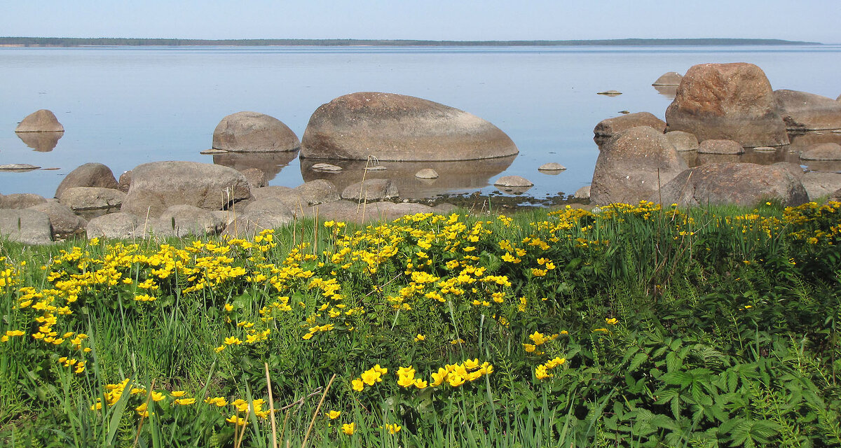 Калужница цветет - Александр Ильчевский 
