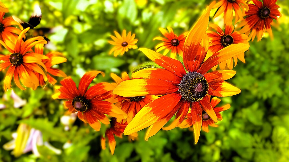 Рудбекия - Hope 