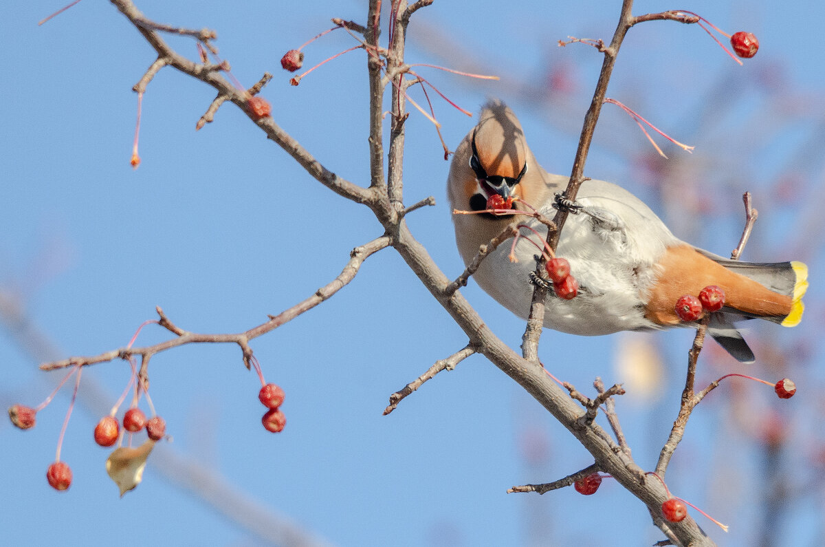Свиристель - Виктор Иванович Чернюк