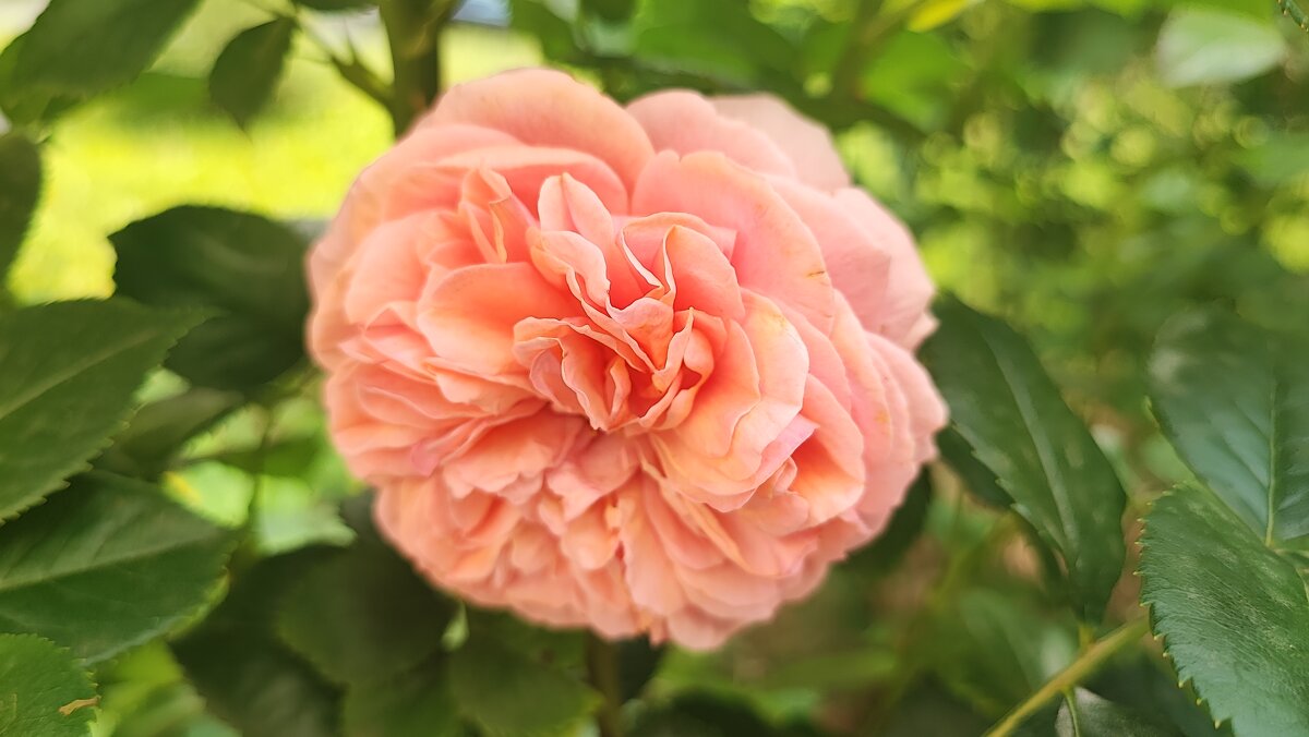 ,,, - Сергей Тимоновский