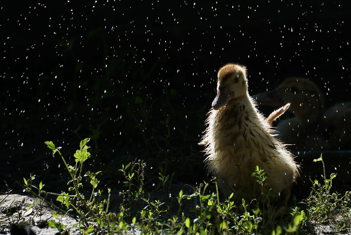 из серии " Когда я был в станице..." - Николай Саржанов из серии " Когда я был в станице..." - Николай Саржанов