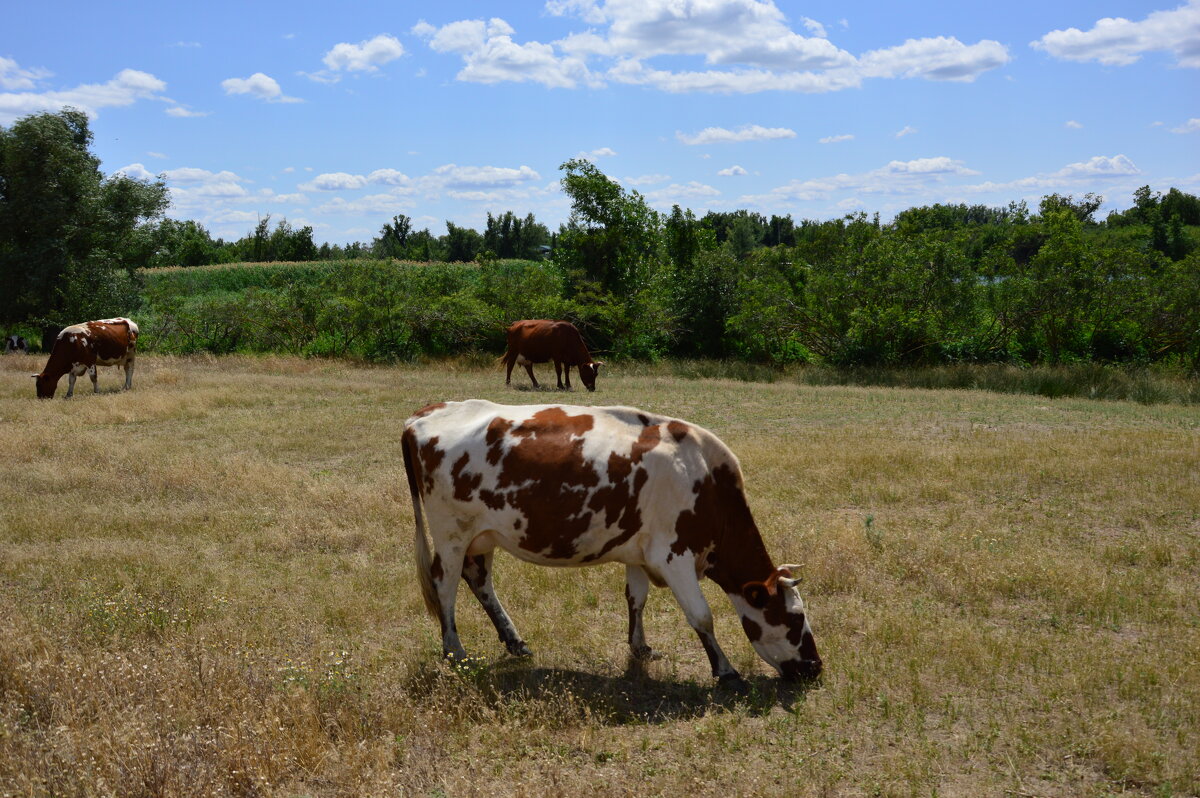 Степь. - Виктор 