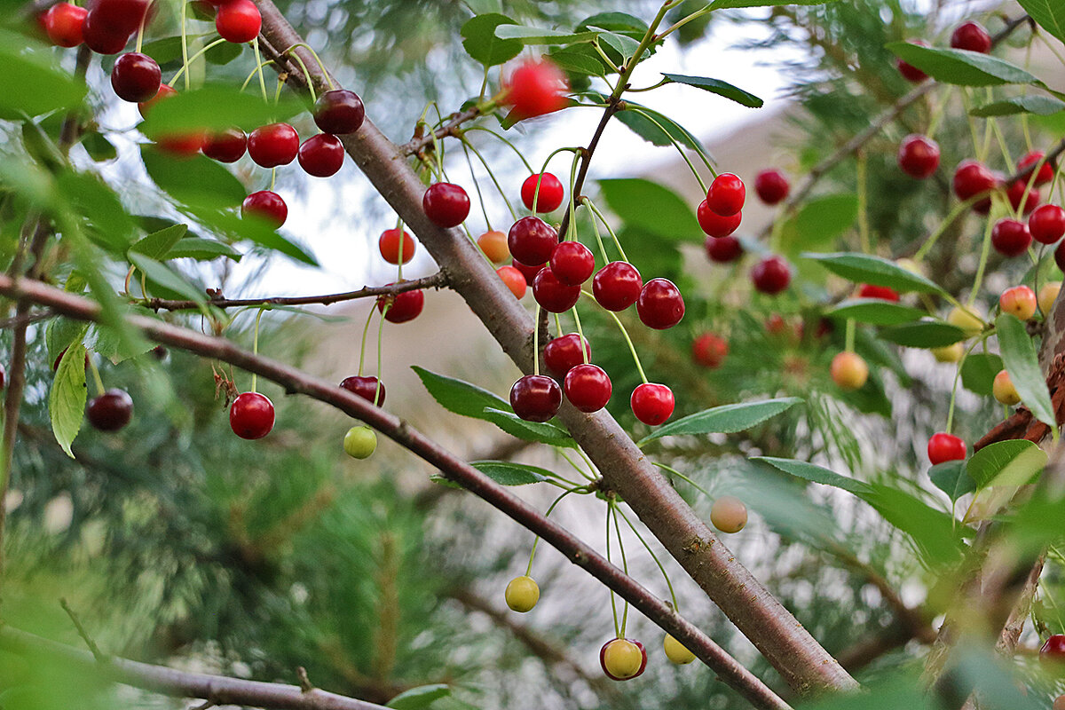 Разноцветные вишенки - Светлана Разноцветные вишенки - Светлана