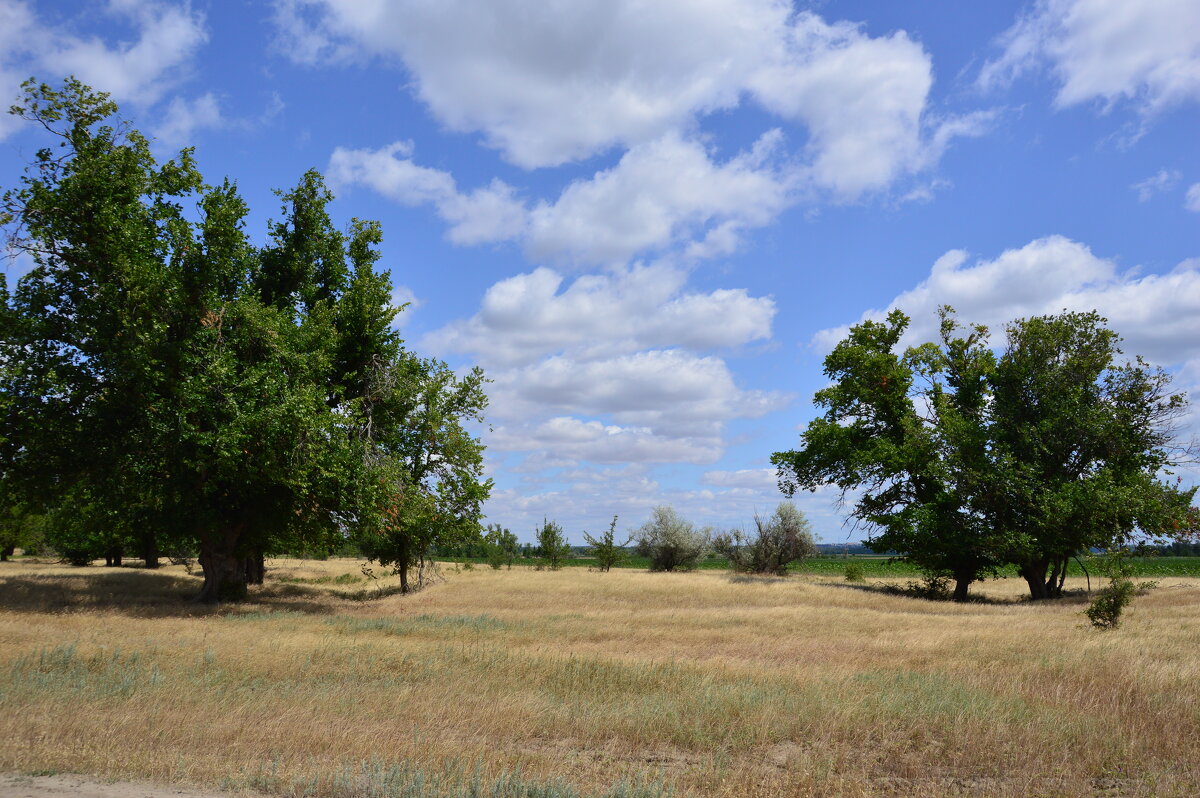 В степи. - Виктор 