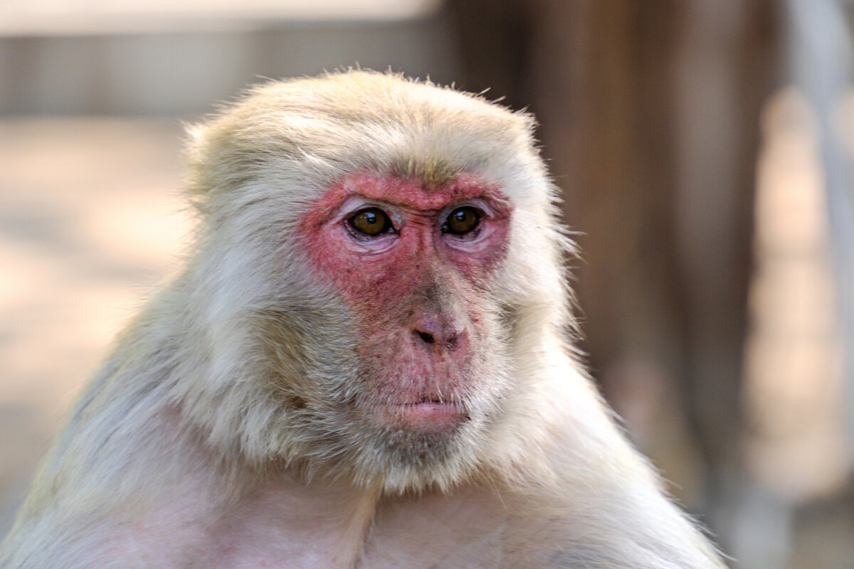 Умный вид - Георгий А Умный вид - Георгий А