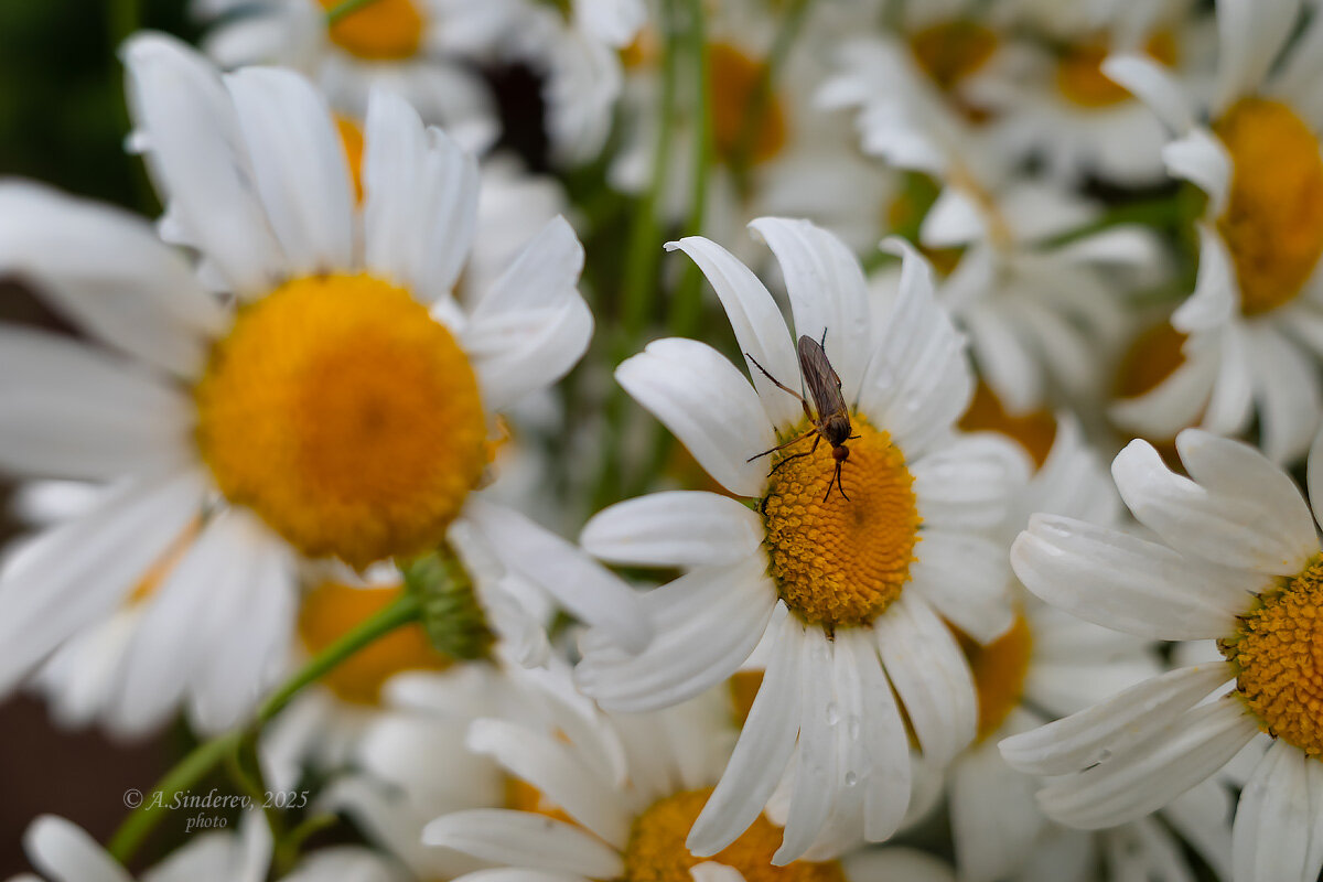 Ромашки - Александр Синдерёв