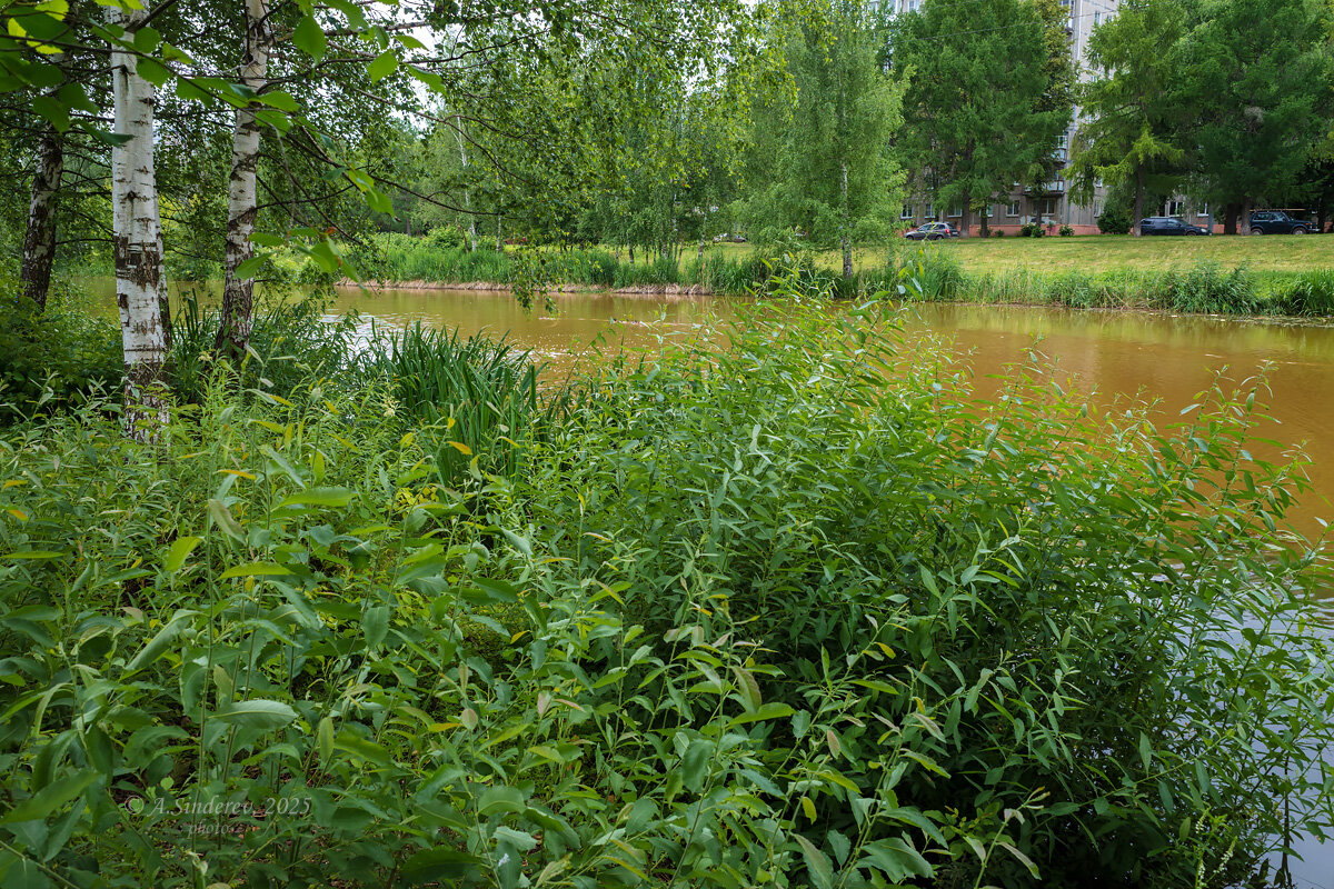 Заросший берег речки - Александр Синдерёв