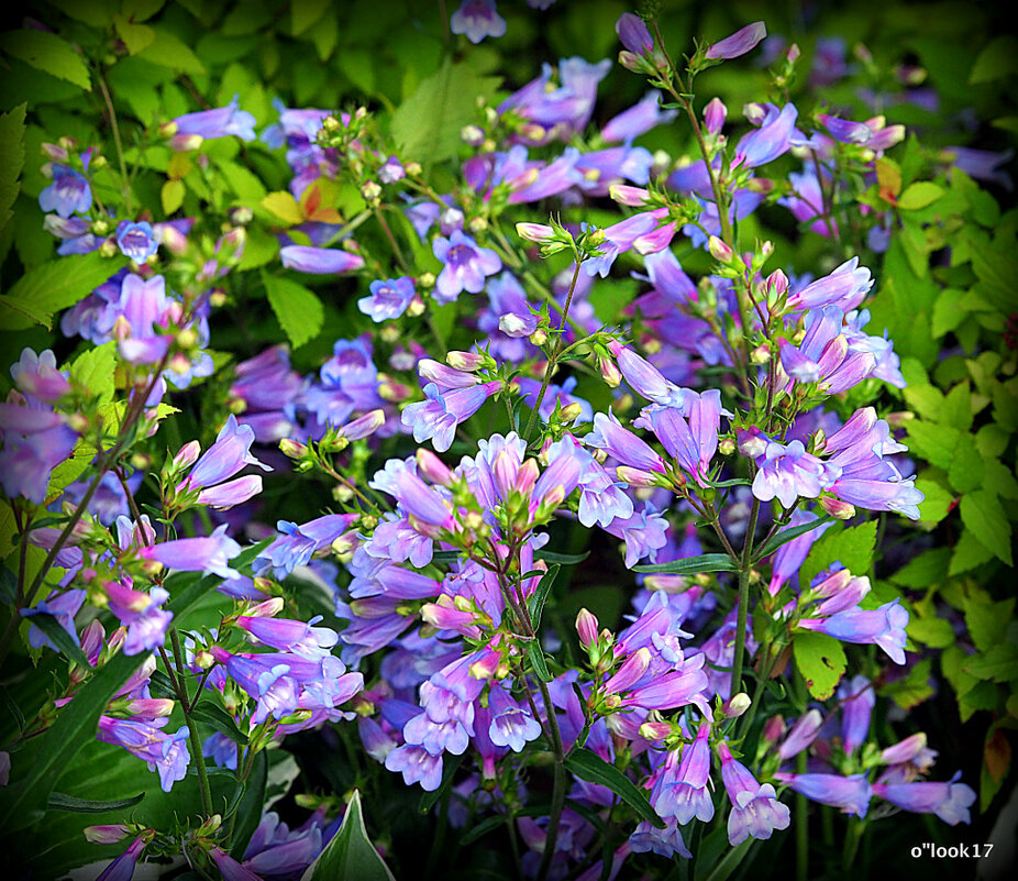 они на радость нам даны - Олег Лукьянов