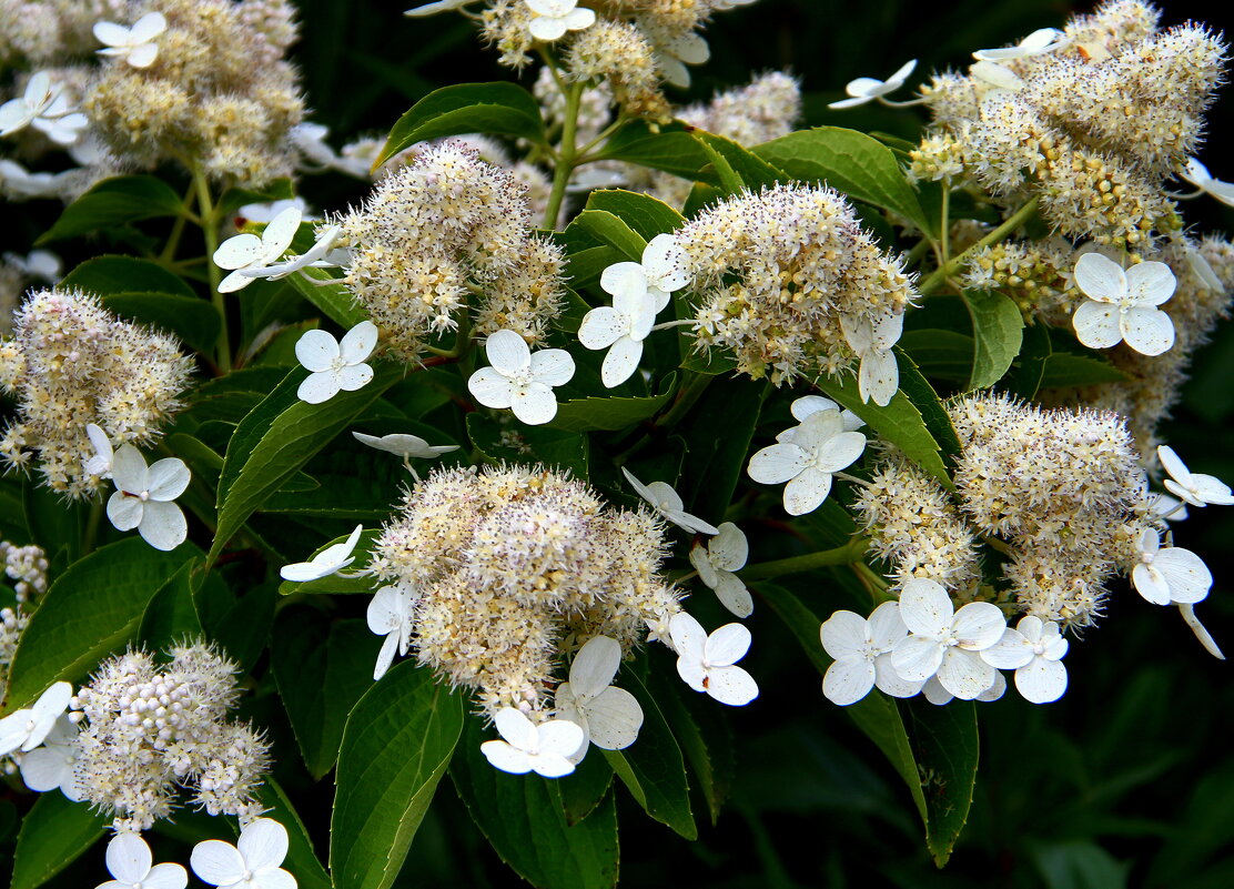 ** - Vlad Сергиевич ** - Vlad Сергиевич