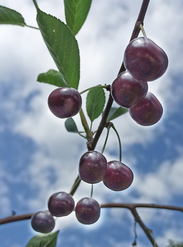 Не замёрзли! - veilins veilins