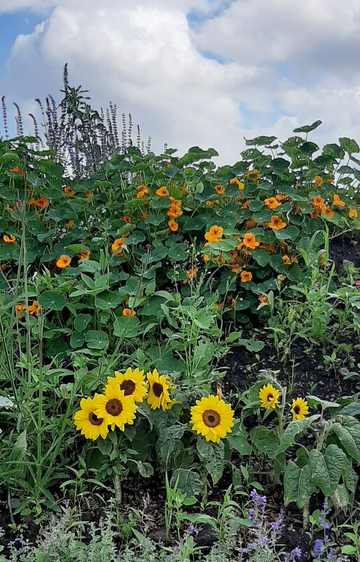 Цветущая Московская площадь - Наталья Герасимова Цветущая Московская площадь - Наталья Герасимова