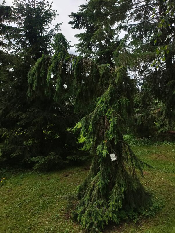 В Ботаническом саду Петрозаводска - Ирэн 