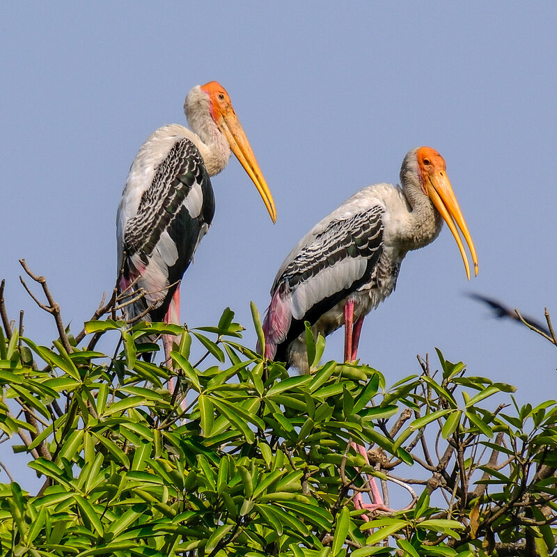 Семья двоем на гнезде - Георгий А Семья двоем на гнезде - Георгий А