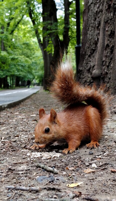 Бельчонок - Александр Кондаков Бельчонок - Александр Кондаков