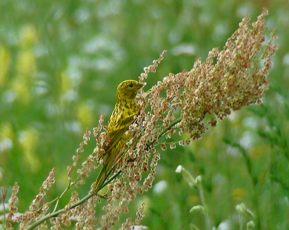 европейский канареечный вьюрок - gawrilа - dan европейский канареечный вьюрок - gawrilа - dan
