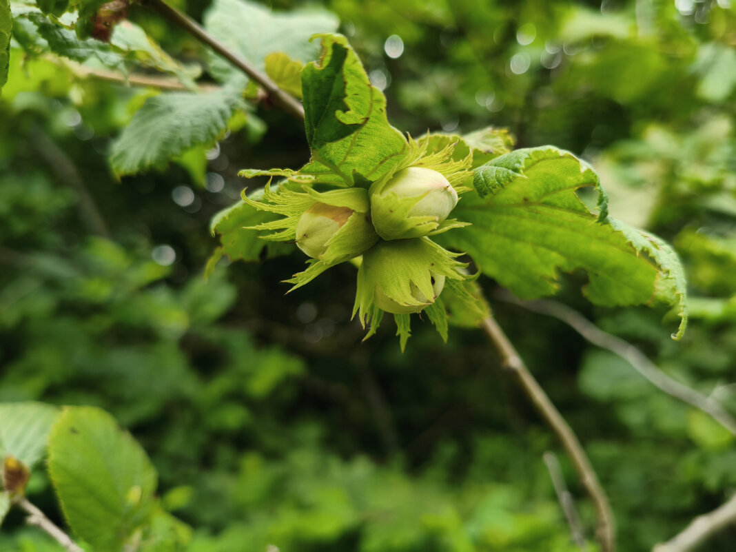 Лесной орех / Лещина (Corylus) - Денис Бочкарёв