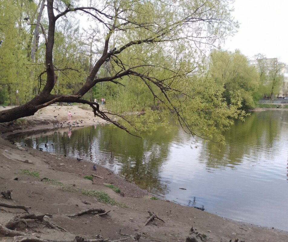 пруд - Анастасия Малыгина