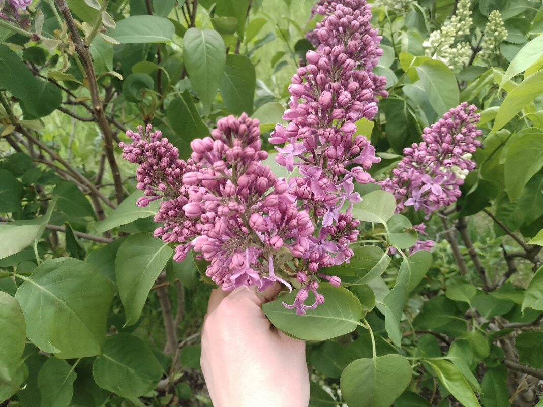 весна - Анастасия Малыгина