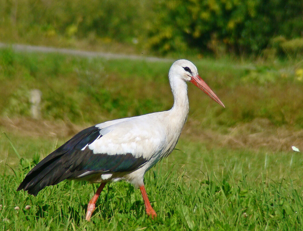 белый аист - gawrilа - dan