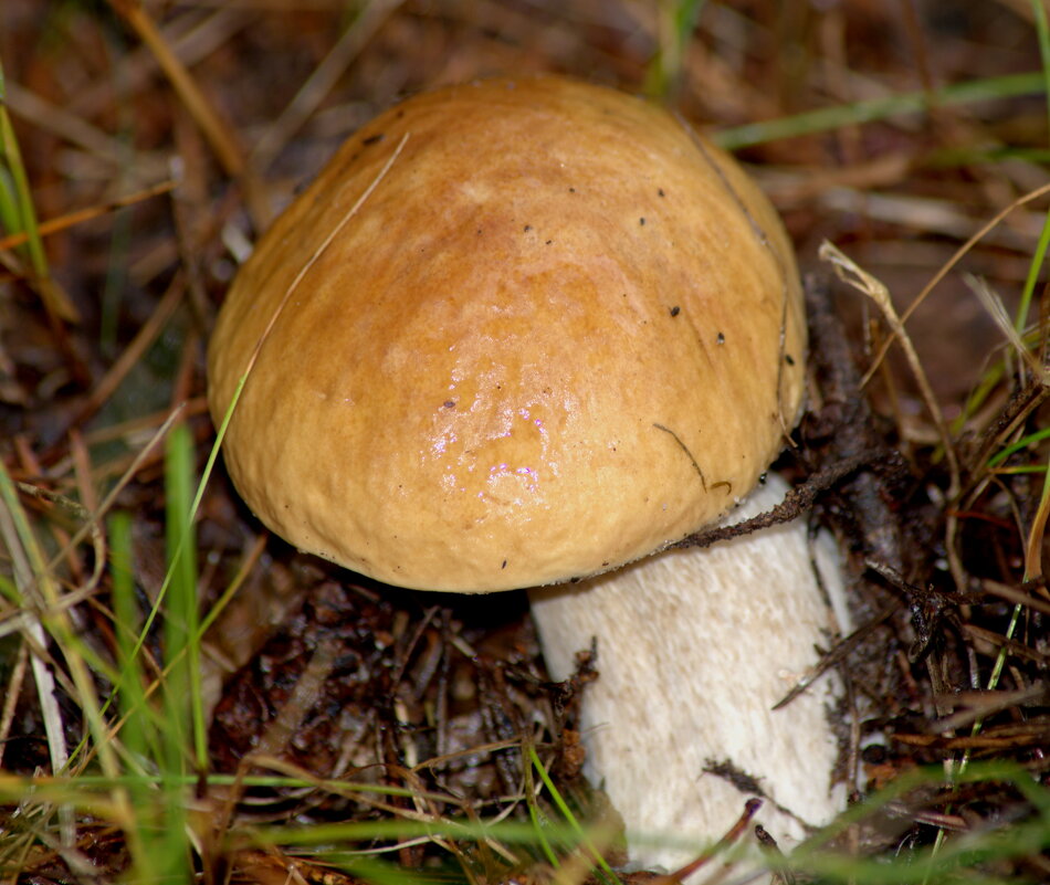 Белый гриб - Сергей Владимирович Егоров