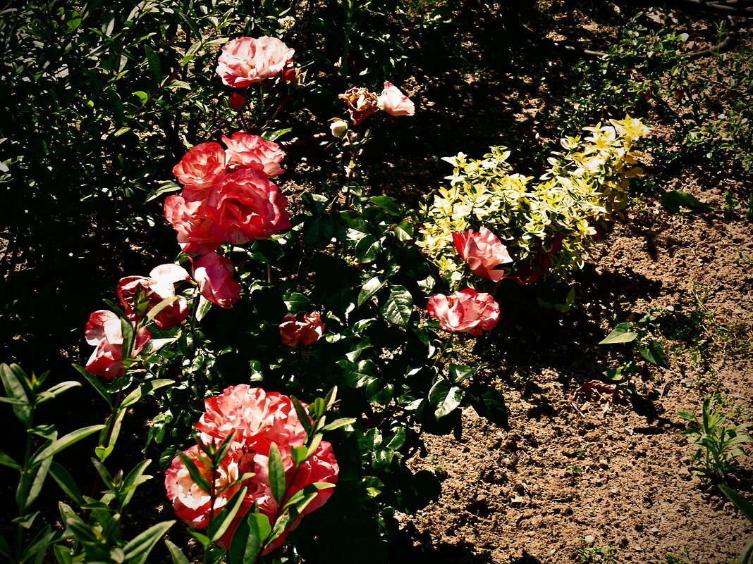 Летние этюды 60 - Алексей Кузнецов