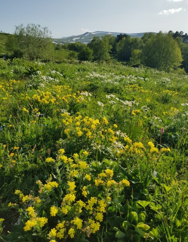 ПЛАТО ЛАГОНАКИ - Tata Wolf ПЛАТО ЛАГОНАКИ - Tata Wolf