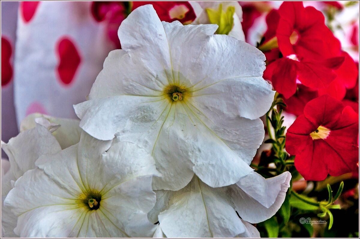 Про цветы... - Aquarius - Сергей Про цветы... - Aquarius - Сергей