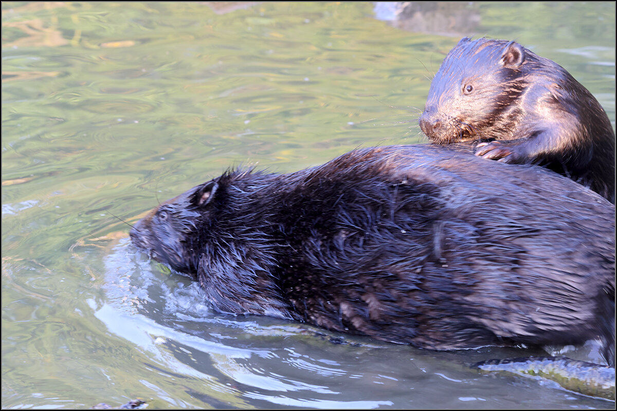 Бобры добры - Сергей Премонишын