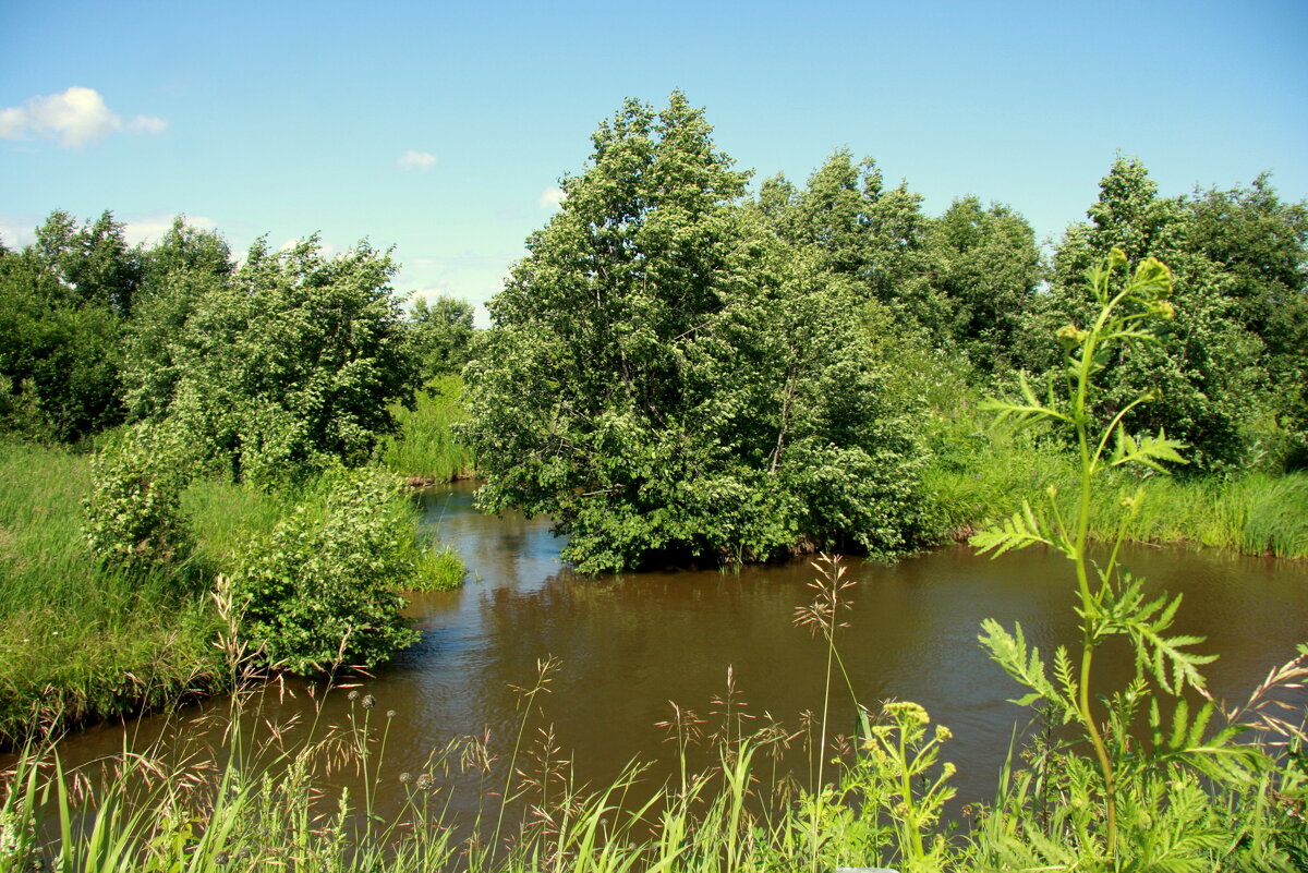 Июльское разнотравье - Нэля Лысенко
