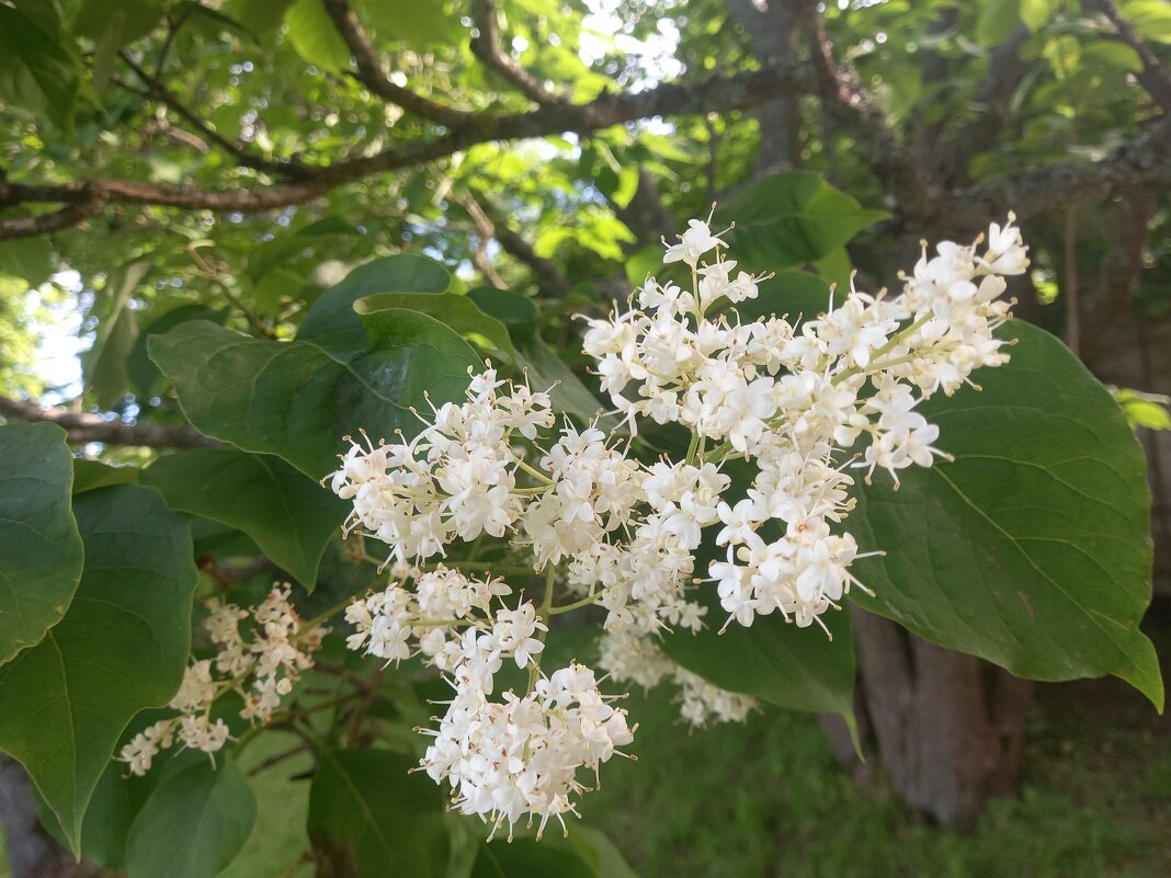 Амурская сирень - Сапсан Амурская сирень - Сапсан
