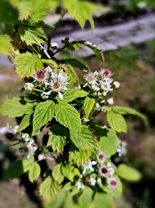 Ветка цветущей ежевики - Veera V Ветка цветущей ежевики - Veera V