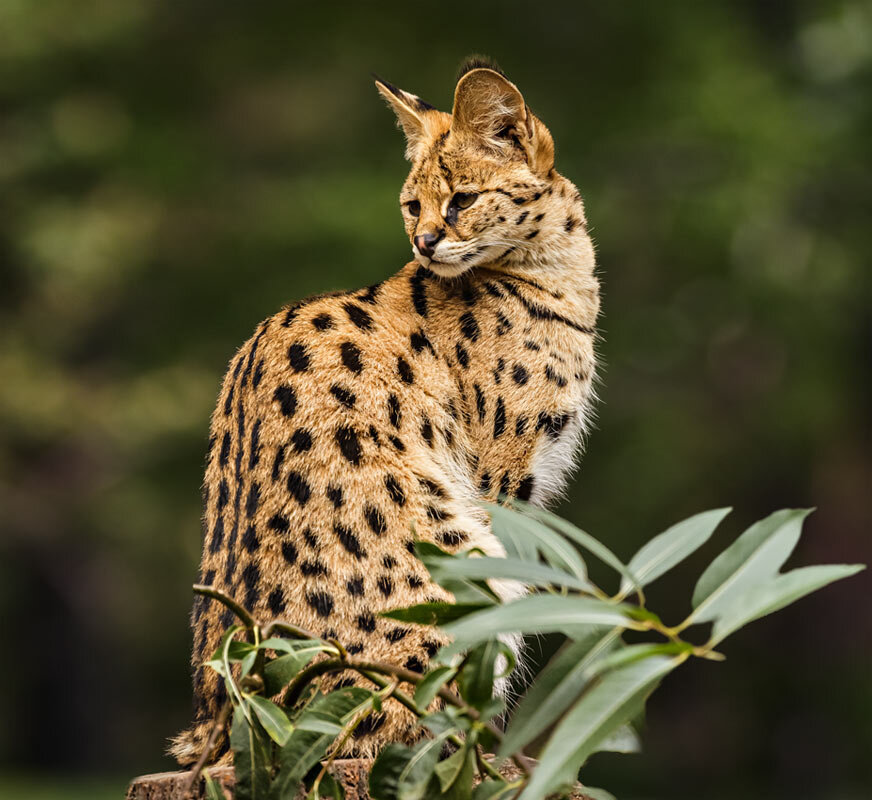 Сервал - SanSan 