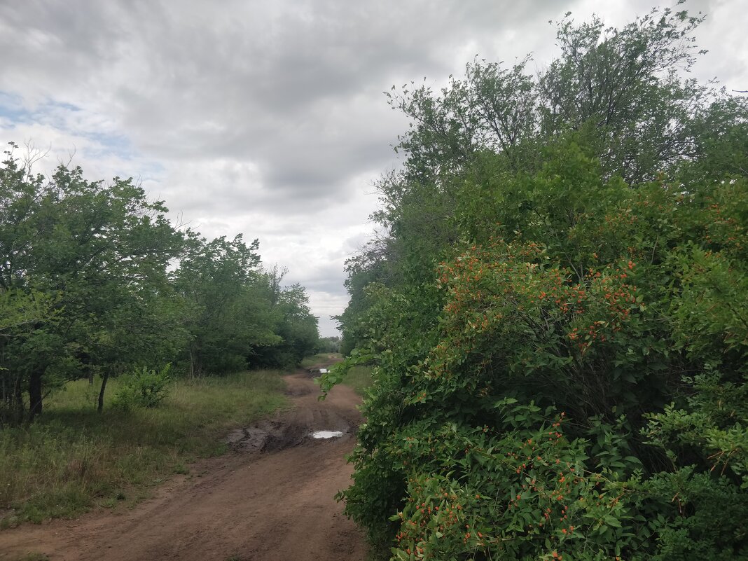 После июльского дождя. - Андрей Хлопонин После июльского дождя. - Андрей Хлопонин