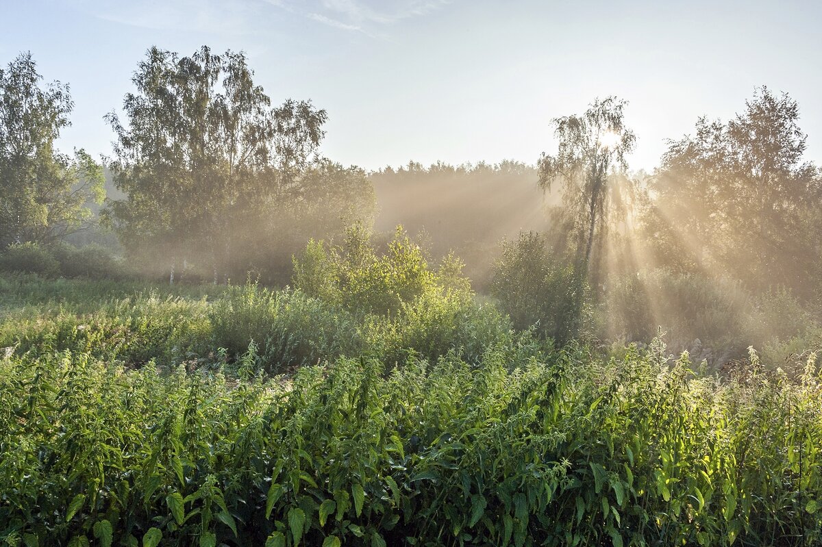 Июльским утром - Валерий Иванович