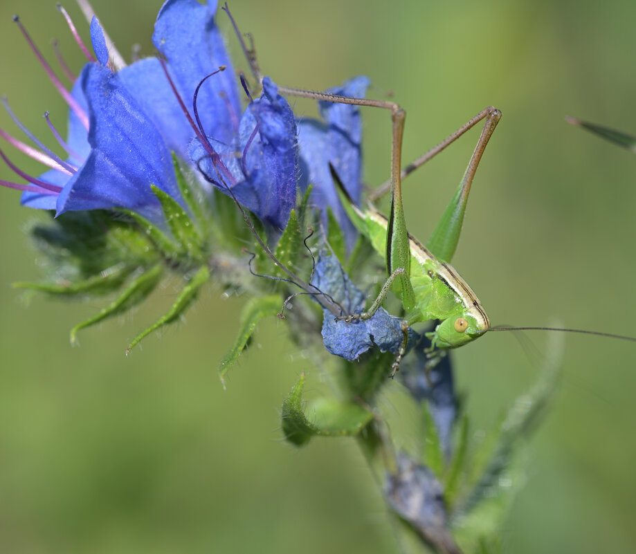Кузнечик - Дмитрий Шемонаев