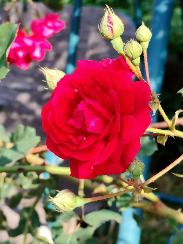 Летний, солнечный день... - tatyana Летний, солнечный день... - tatyana